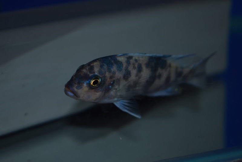 Maylandia callainos 'Ruarwe'